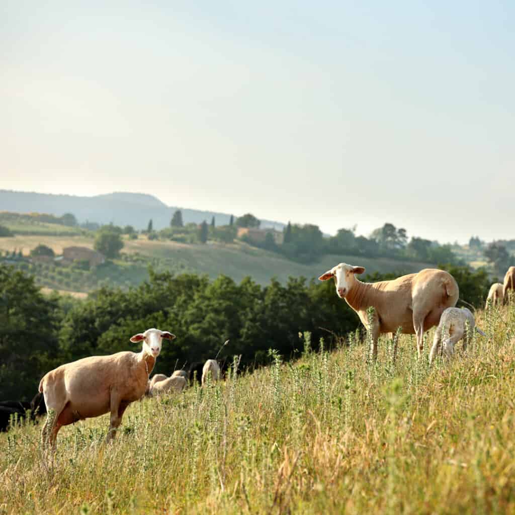 Formaggio di pecora